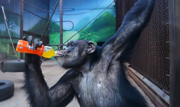 Human Being Monkey Dog