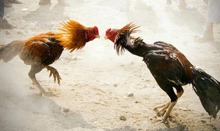 Cock Fight Andhra Pradesh