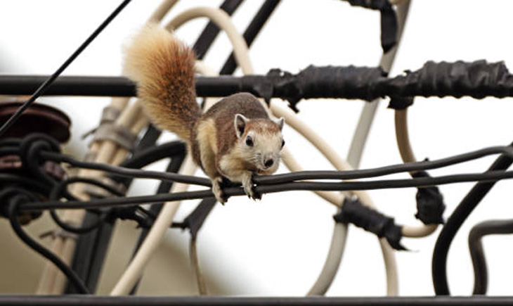 Squirrel Attack In Andhra Pradesh