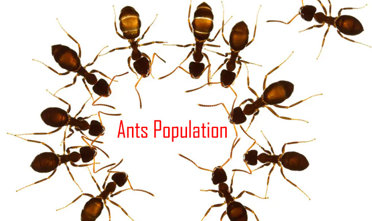 Ants Population