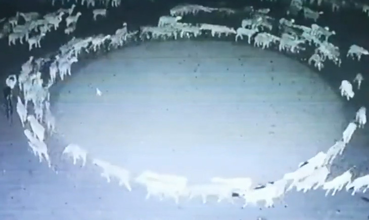 Sheep Circle
