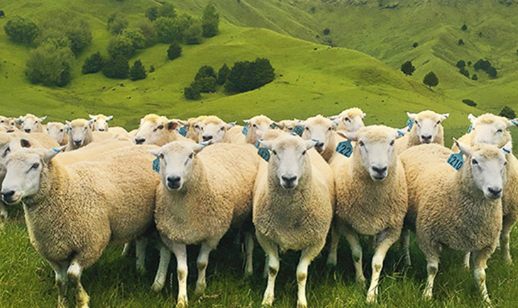 Sheep Circle