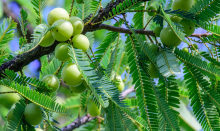 Amla Health Benefits.. Health Benefits Of Amla