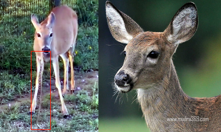 Deer Eats Snake