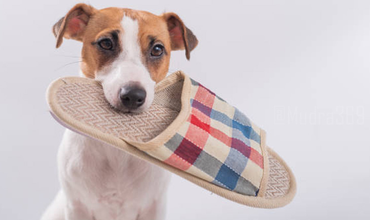 Slippers Thief Political Dog