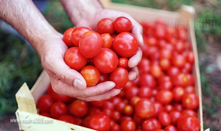 Tomato Price Hike
