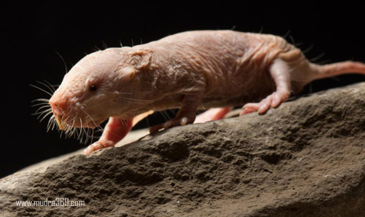 Mole Rat Human Life