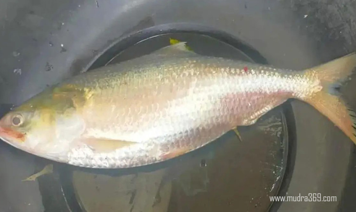 Pulasa Fish Godavari