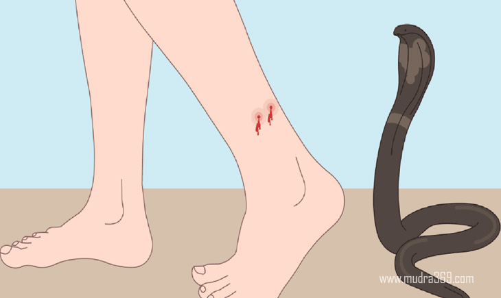 Snake Bite Revenge