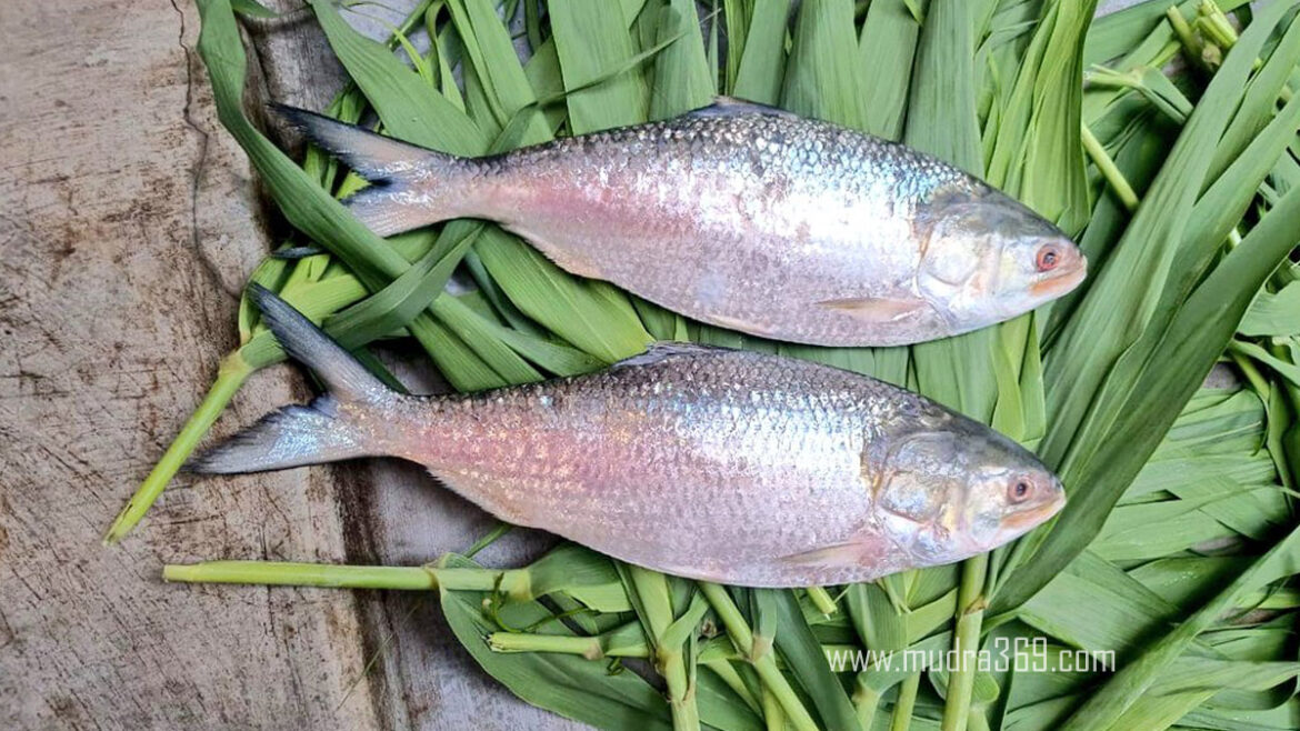 Pulasa Fish Godavari