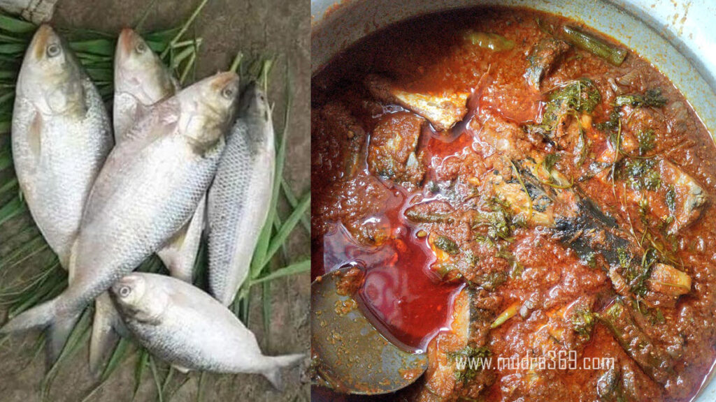 Pulasa Fish Godavari