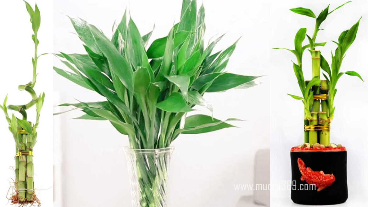 Lucky Bamboo Plant