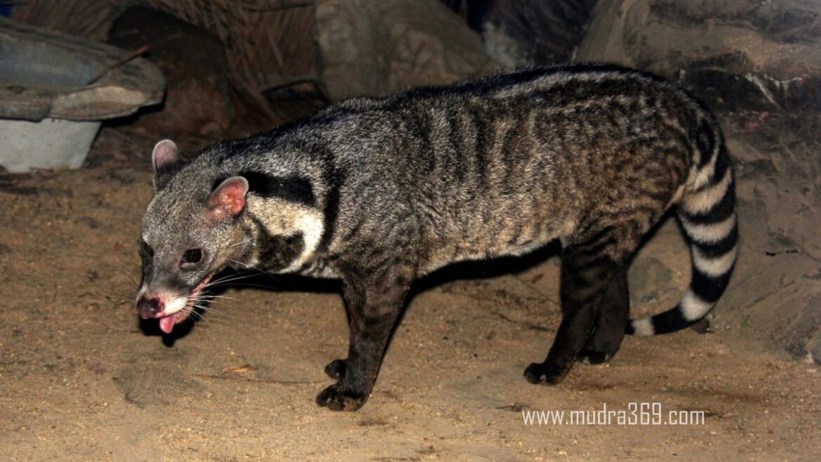 Punugu Pilli Asian Civet Cat