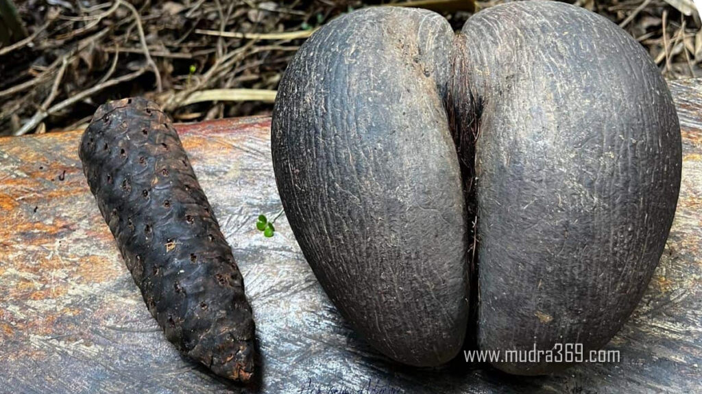 Coco De Mer