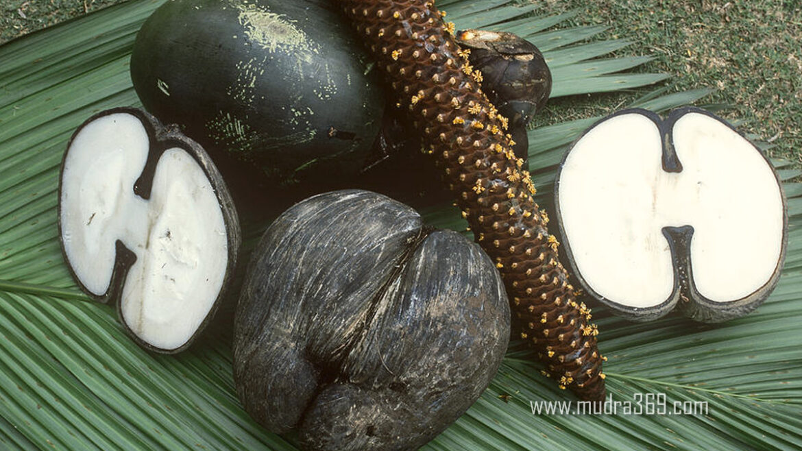 Coco De Mer