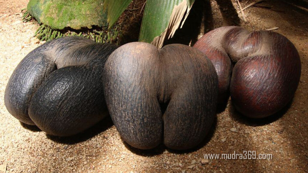 Coco De Mer