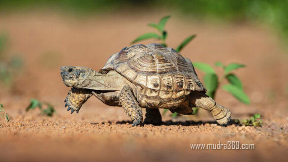 Tortoise Pet Animal