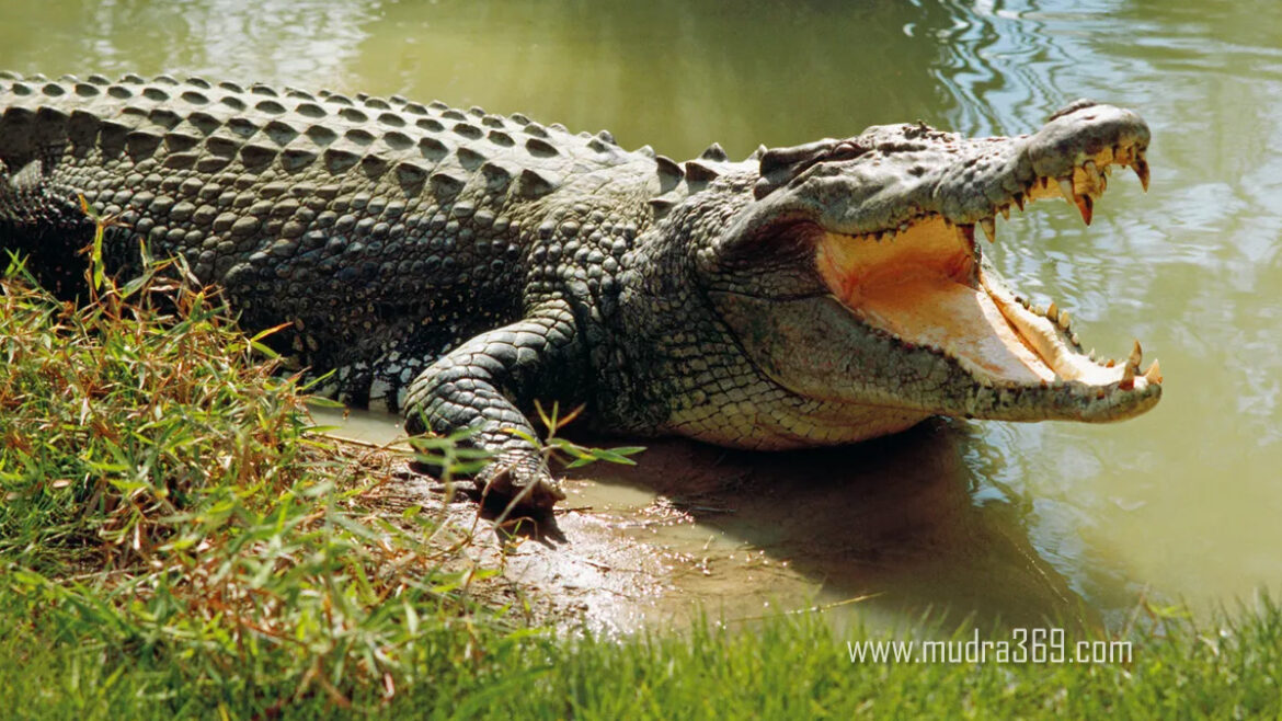 Crocodile