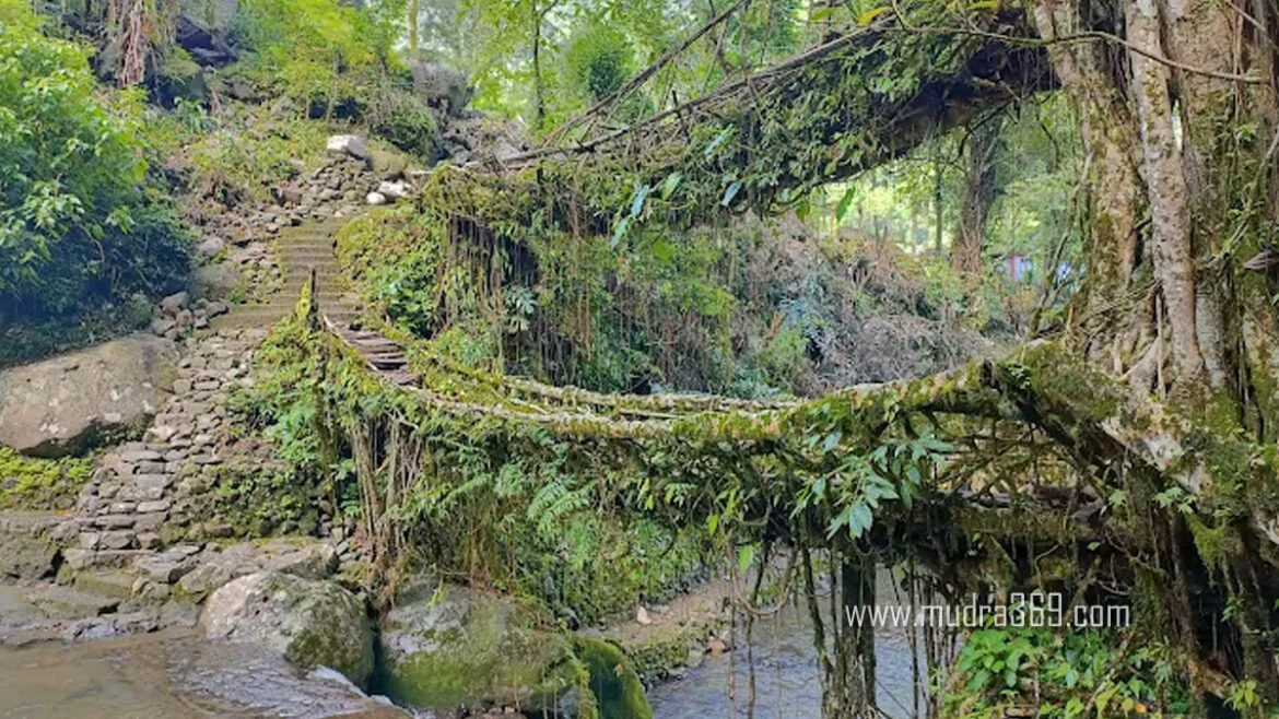 Double Decker Living Root Bridge Meghalaya