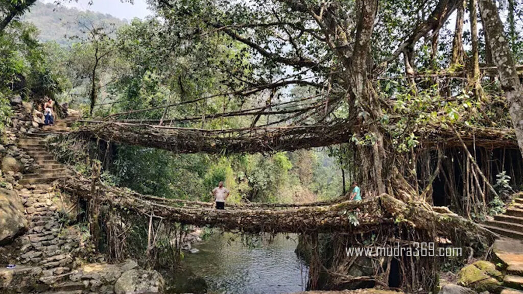Double Decker Living Root Bridge Meghalaya