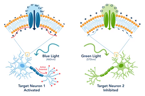 optogenetics mechanism